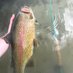 Fly Fishing Tips (@flyfishing_tips) Twitter profile photo Fly Fishing Tips (@flyfishing_tips) Twitter profile photo