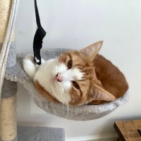 Teddy’s Tales Ⓥ (@cats55207135) 's Twitter Profile