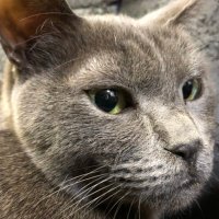 ✨😸Nyanko😸✨ (@cb650r) Twitter profile photo