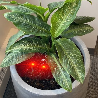 plantsyMN's profile picture. $BTC