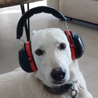 Daniel (@daniel817633583) 's Twitter Profile