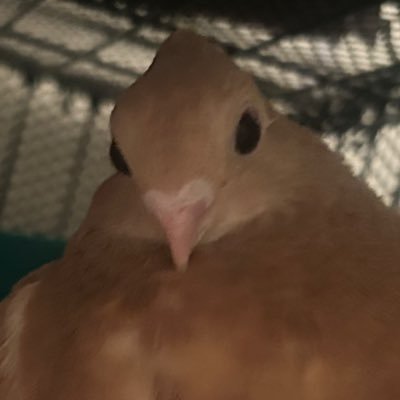 yellow tcheck lucerne | Hatch day 9/15/24 🐣 | main acc @kcalbug