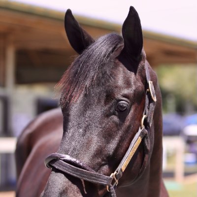 Dreams can come true! Working with Cerasus thoroughbreds LLC