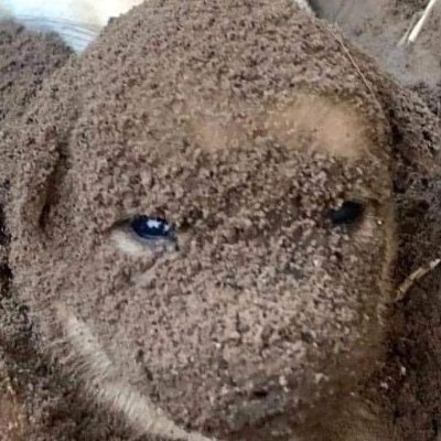 i'm a puppy that rolled around in dirt & mud