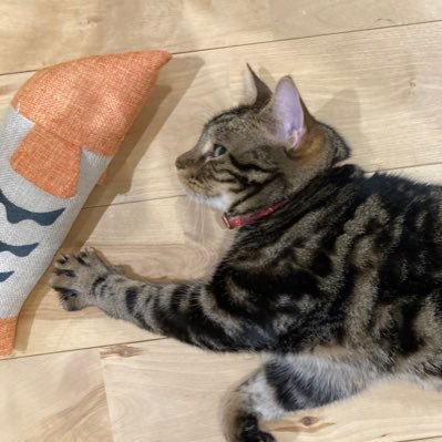 ririo_famm's profile picture. Famm12月期卒業生💫グラフィックデザイン勉強中💫