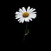 🌼 estedijeeh 🌼 (@estedijeeh) Twitter profile photo 🌼 estedijeeh 🌼 (@estedijeeh) Twitter profile photo