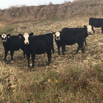 #producerslivestock, @ProducersOmaha #eatmorebeef #cornhuskers