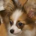 パピヨンのデン🐶🐾 (@papillon_den) Twitter profile photo パピヨンのデン🐶🐾 (@papillon_den) Twitter profile photo