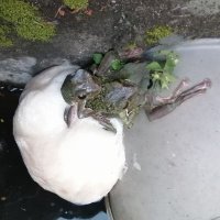 廃車買取、山口カーマテリアル(有) (@yamaguchicar) 's Twitter Profile Photo