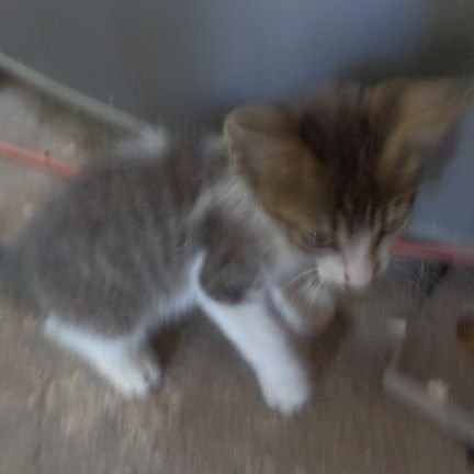 Liz62109287's profile picture. Amante de los animales ❤️
🐱🐶