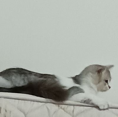 mauchiuthecats's profile picture. 