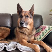 Soma Basu🐾 (@sbasu_in) 's Twitter Profile