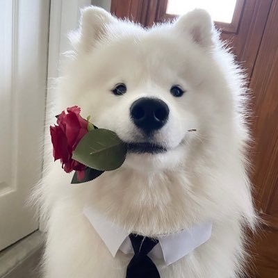 lunaruelala's profile picture. 