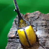 たま【百鬼丸】 (@tama8186) 's Twitter Profile Photo