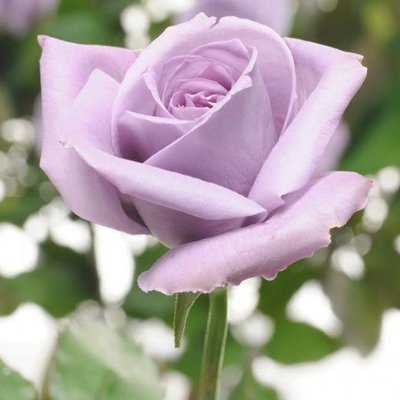 brigitte80873's profile picture. 