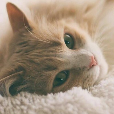 얀さんのプロフィール画像