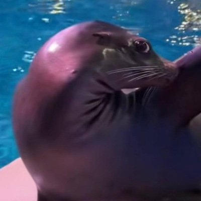 Arie the Sea Lion CTO | The Official $ARIE on SOL | Not affiliated with the Aquarium of Niagara