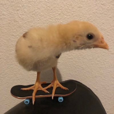 kurtvais truther, mettatenna agenda maintainer, and princess peach’s #1 fan | 19 | proship and whatever dni