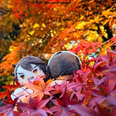 モリモリさんのプロフィール画像