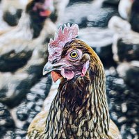 Animal_Power 🐊 (@animalpower13) 's Twitter Profile