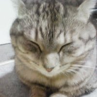 とくさん (@jeayru6iwb39582) 's Twitter Profile