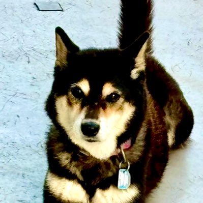 キャップ野球に関する意見・技術、動画編集、プライベート・黒柴の写真など垂れ流す たまに無駄な話もあります(主に普通の野球) 裏垢ではないので基本キャッパーなら誰でも通します 本垢？⇒@throwcaps_sei