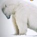 ahoy polar bear fan 🔞 (@tristanmink) Twitter profile photo