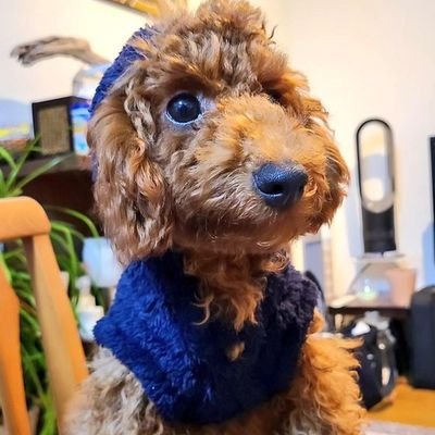 SYDSYD4102's profile picture. 自炊日記、趣味はインテリアグリーンと旅、アウトドア🌚とAMラジオ、MUSIC 

旅もキャンプも生活もソロ中心

🏙️都会≦自然 love⛰️

黒ラブくん👼 トイプーくんお迎え(2024.7.4生まれ)