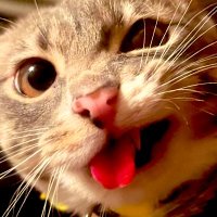 sarcomyces (@sarcomyces) 's Twitter Profile