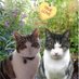 🌈Boris and Romeo Furkinson (@boris56056403) Twitter profile photo 🌈Boris and Romeo Furkinson (@boris56056403) Twitter profile photo