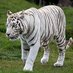 Old Tiger (@oldtiger80) Twitter profile photo Old Tiger (@oldtiger80) Twitter profile photo