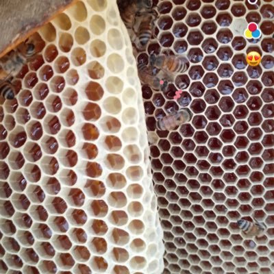 dAnbsZvTOTr0l49's profile picture. اللهم أني أسالك الجنه ونعيمها يوجد لديه منحل لانتاج العسل الجنوبي الطبيعي