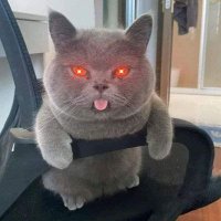 𝓐𝓳𝓮𝓳𝓮 ₿𝓻𝓪𝔃𝓸𝓻𝓯 ∞/21M (✈️,🏨) (@op_hodl3r) 's Twitter Profile Photo 𝓐𝓳𝓮𝓳𝓮 ₿𝓻𝓪𝔃𝓸𝓻𝓯 ∞/21M (✈️,🏨) (@op_hodl3r) 's Twitter Profile Photo