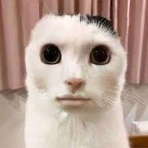 Gezikaさんのプロフィール画像