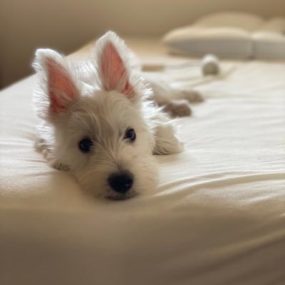 haruyamada0508's profile picture. 