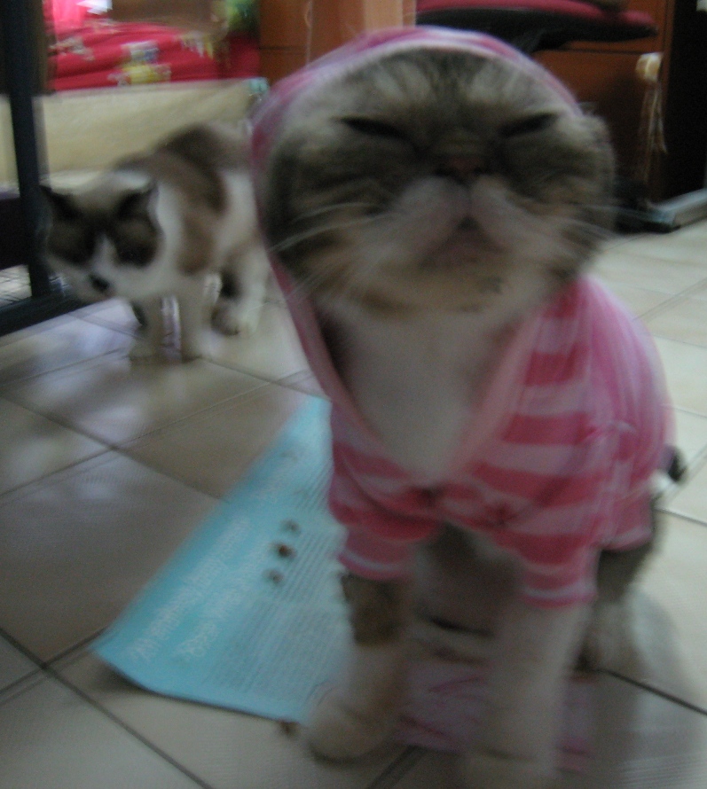 Chubbimimi's profile picture. random ramblings of an animal lover and fashionista wannabe.