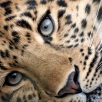 regulus ✧ (@alpha___leonis) 's Twitter Profile