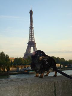 International school librarian/techie-ish person, book hoarder, world traveler, seeker, lover of wiener dogs. Still just trying to figure it all out.