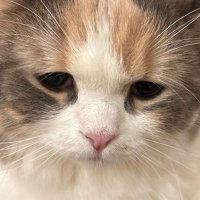 ℝ𝕚𝕤𝕒 (@s_03_r_05) 's Twitter Profile