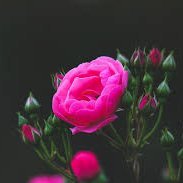 masters_ho32169's profile picture. Alhamdolillha Every Thing Good