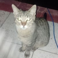 moronchooco3 (@moronchoocomk3) 's Twitter Profile