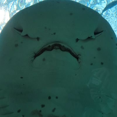 にぎりんさんのプロフィール画像