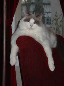 mjphelps's profile picture. Finding new and exciting uses for the toaster oven since 2003!