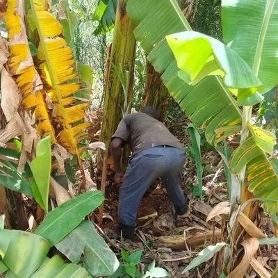 I am the founder of Kaduk Community Organic Farm project in Homa-Bay in Kenya 🇰🇪 also a Permaculture and Syntropic Agroforestry practitioner and teacher.