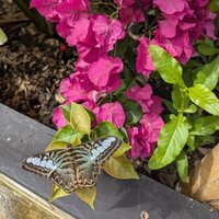 Victoria Park Butterfly House & Garden (@victoriaparkbhg) 's Twitter Profile Photo Victoria Park Butterfly House & Garden (@victoriaparkbhg) 's Twitter Profile Photo