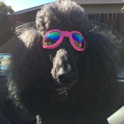 kimsteen's profile picture. 