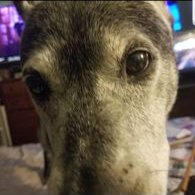 paul.A (@ock1966) 's Twitter Profile