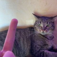 Kotszyderca (@kotszyderca) 's Twitter Profile Photo Kotszyderca (@kotszyderca) 's Twitter Profile Photo