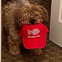 Artemis the Hedgehog Returns (@sueqwho) 's Twitter Profile