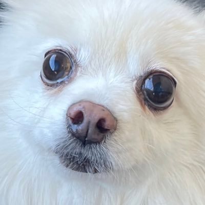 connie20140508's profile picture. @anifare_jpさんからお迎えしたポメラニアンの女の子